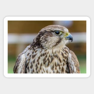 Bird of prey - Kestrel Sticker